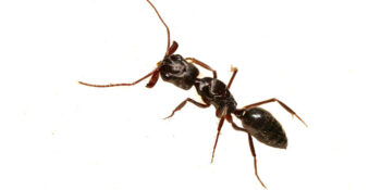 Efficient Pest Control Service Exterminator