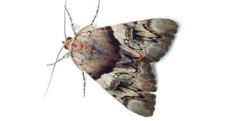 Efficient Pest Control Service Exterminator